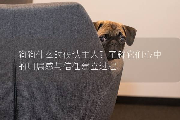 狗狗什么時候認(rèn)主人？了解它們心中的歸屬感與信任建立過程
