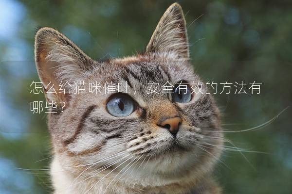 怎么給貓咪催吐，安全有效的方法有哪些？