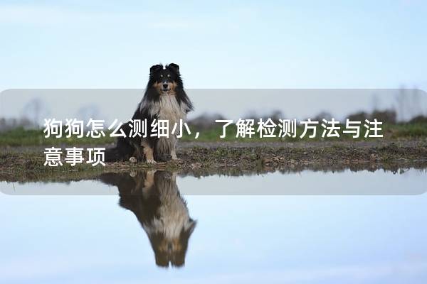 狗狗怎么測細小，了解檢測方法與注意事項