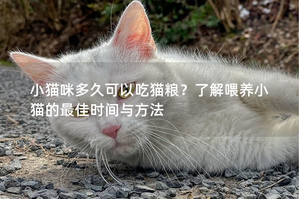 小貓咪多久可以吃貓糧？了解喂養小貓的最佳時間與方法