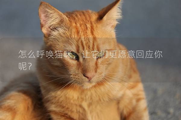 怎么呼喚貓咪，讓它們更愿意回應你呢？