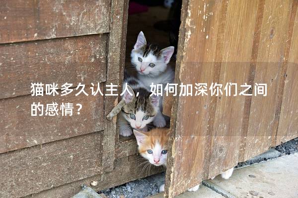 貓咪多久認(rèn)主人，如何加深你們之間的感情？