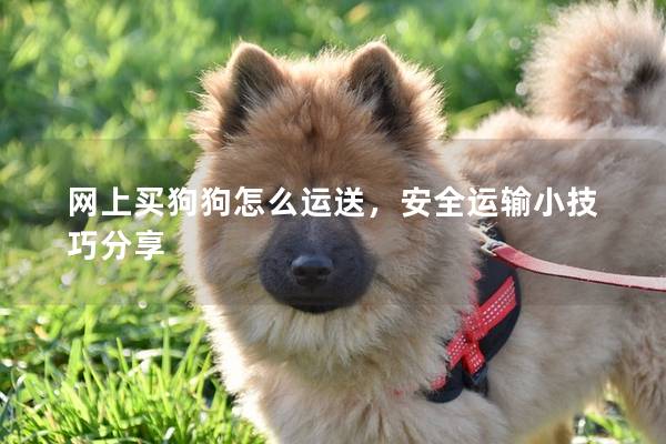 網上買狗狗怎么運送，安全運輸小技巧分享
