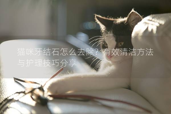 貓咪牙結石怎么去除？有效清潔方法與護理技巧分享