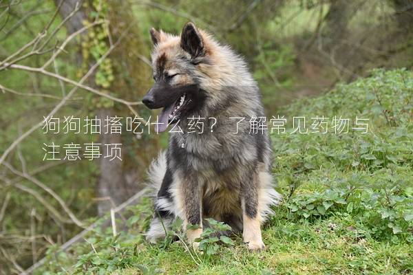 狗狗抽搐吃什么藥？了解常見(jiàn)藥物與注意事項(xiàng)
