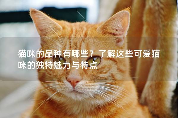 貓咪的品種有哪些？了解這些可愛貓咪的獨特魅力與特點
