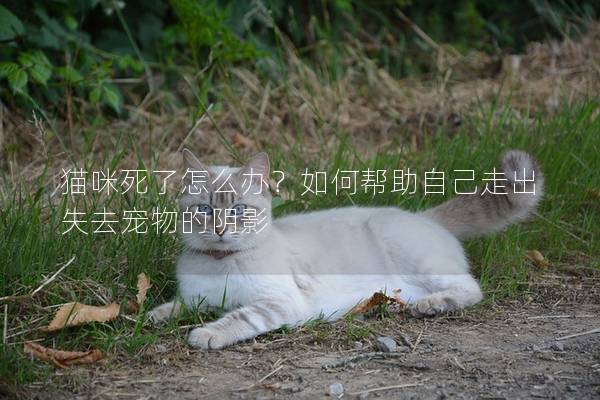 貓咪死了怎么辦？如何幫助自己走出失去寵物的陰影