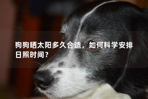 狗狗曬太陽多久合適，如何科學安排日照時間？
