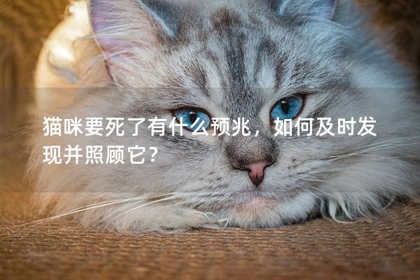 貓咪要死了有什么預兆，如何及時發(fā)現(xiàn)并照顧它？