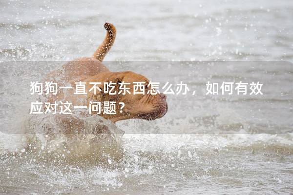 狗狗一直不吃東西怎么辦，如何有效應對這一問題？