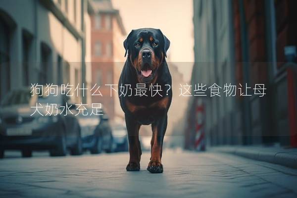 狗狗吃什么下奶最快？這些食物讓母犬奶水充足