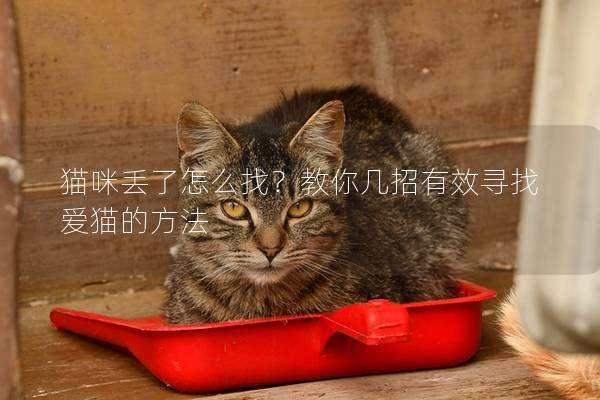 貓咪丟了怎么找？教你幾招有效尋找愛貓的方法