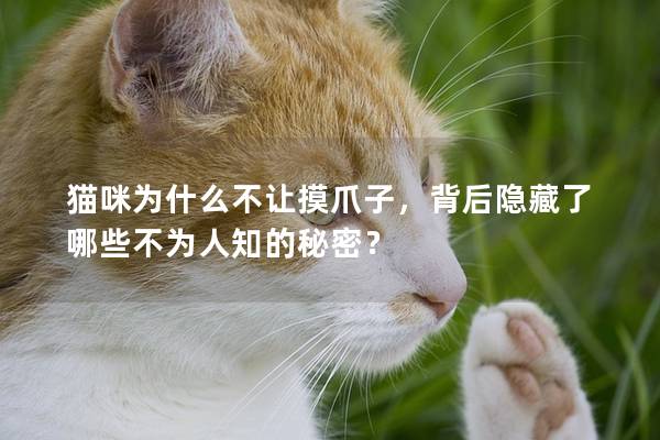 貓咪為什么不讓摸爪子，背后隱藏了哪些不為人知的秘密？