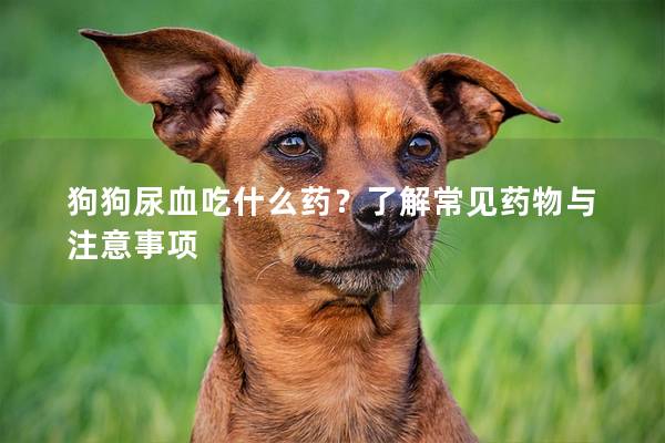 狗狗尿血吃什么藥？了解常見藥物與注意事項(xiàng)