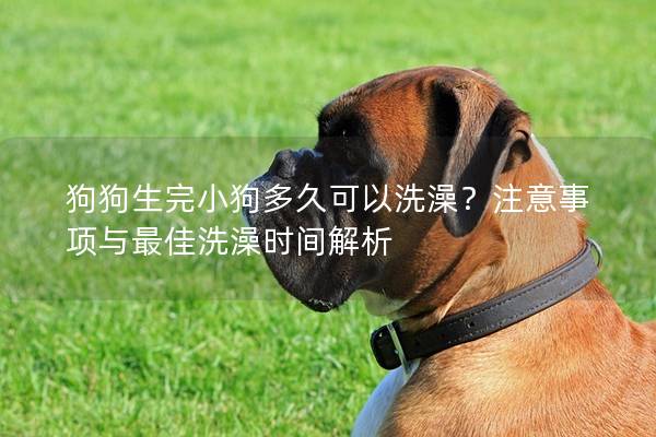 狗狗生完小狗多久可以洗澡？注意事項與最佳洗澡時間解析