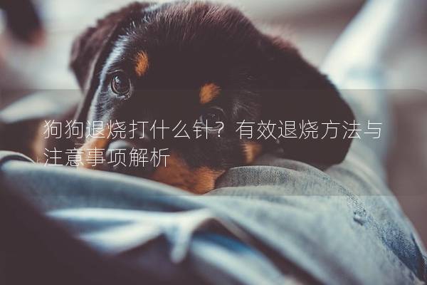 狗狗退燒打什么針？有效退燒方法與注意事項解析