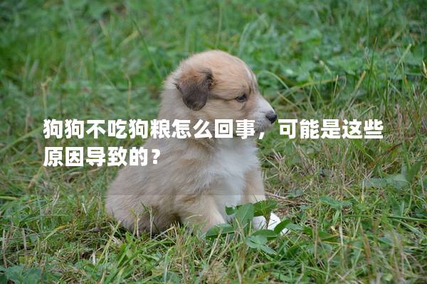 狗狗不吃狗糧怎么回事，可能是這些原因?qū)е碌模?></em><p>狗狗不吃狗糧怎么回事，可能是這些原因?qū)е碌模?/p><span>2025-01-25</span></a></li> 
                                            </ul>
                                        </div>

                                        <div   id=