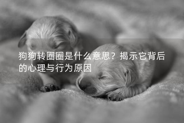 狗狗轉圈圈是什么意思？揭示它背后的心理與行為原因