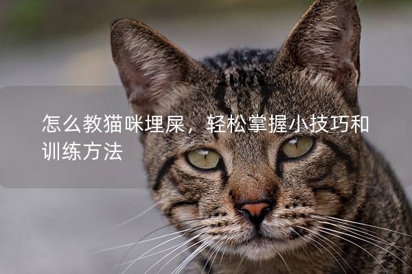 怎么教貓咪埋屎，輕松掌握小技巧和訓練方法