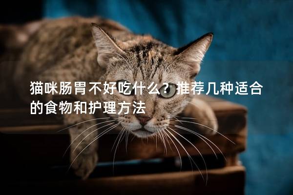 貓咪腸胃不好吃什么？推薦幾種適合的食物和護理方法