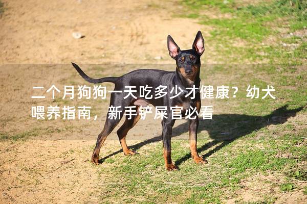二個月狗狗一天吃多少才健康？幼犬喂養(yǎng)指南，新手鏟屎官必看
