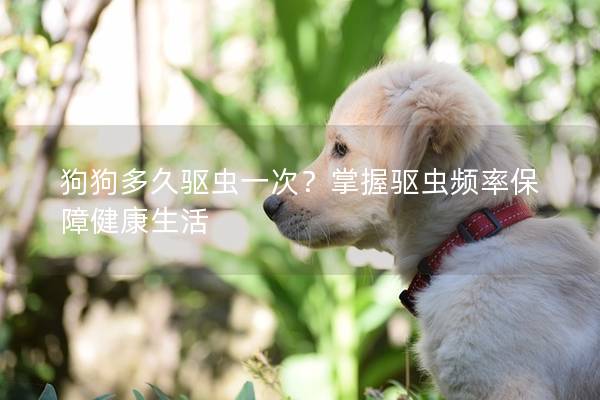 狗狗多久驅蟲一次?掌握驅蟲頻率保障健康生活 狗狗多久驅蟲一次?掌握驅蟲頻率保障健康生活