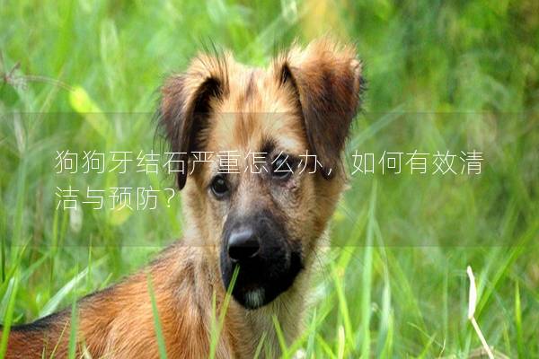 狗狗牙結石嚴重怎么辦，如何有效清潔與預防？
