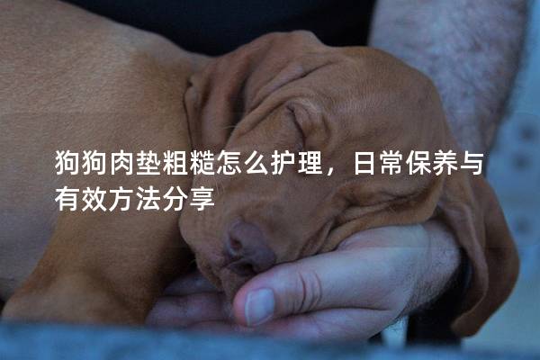 狗狗肉墊粗糙怎么護理，日常保養與有效方法分享