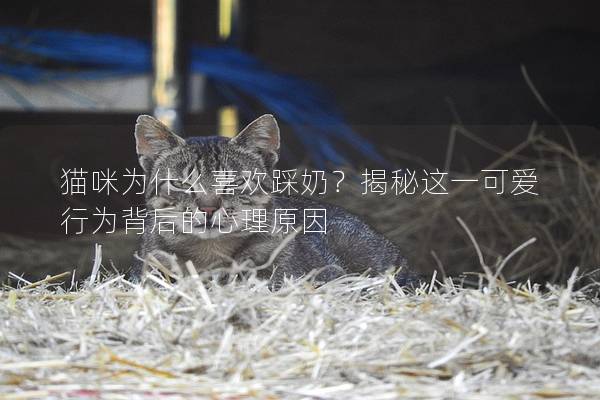貓咪為什么喜歡踩奶？揭秘這一可愛行為背后的心理原因