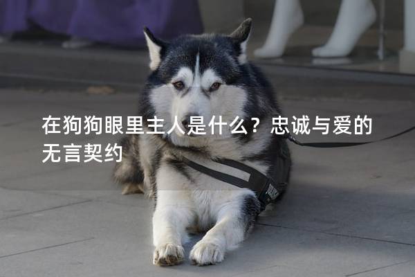 在狗狗眼里主人是什么？忠誠與愛的無言契約