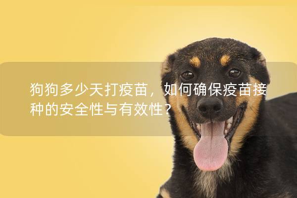 狗狗多少天打疫苗,如何確保疫苗接種的安全性與有效性? 狗狗多少天打疫苗,如何確保疫苗接種的安全性與有效性?