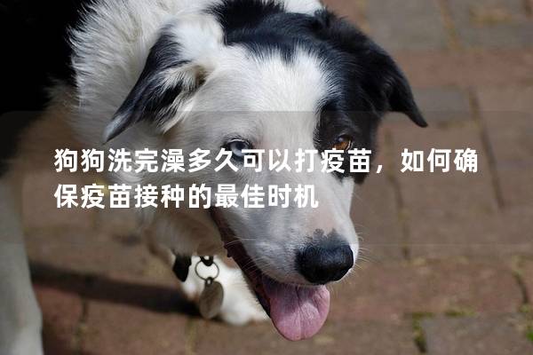 狗狗洗完澡多久可以打疫苗，如何確保疫苗接種的最佳時(shí)機(jī)