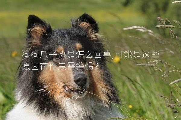 狗狗爪子熱是怎么回事,可能是這些原因在作祟需警惕？