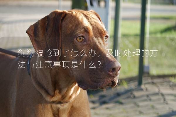 狗狗被嗆到了怎么辦，及時(shí)處理的方法與注意事項(xiàng)是什么？