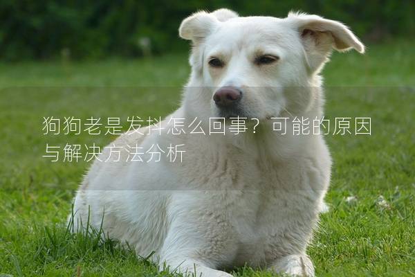 狗狗老是發(fā)抖怎么回事？可能的原因與解決方法分析