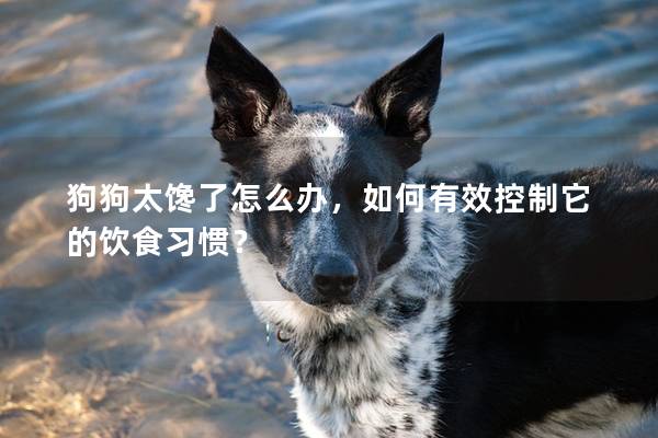 狗狗太饞了怎么辦，如何有效控制它的飲食習(xí)慣？