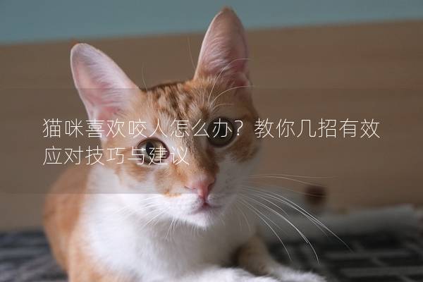 貓咪喜歡咬人怎么辦？教你幾招有效應對技巧與建議