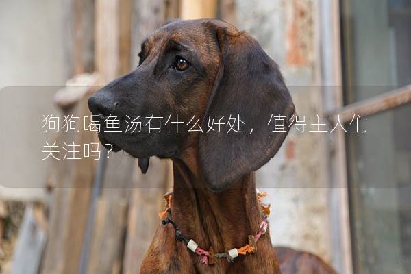 狗狗喝魚湯有什么好處，值得主人們關注嗎？