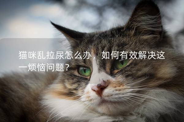 貓咪亂拉尿怎么辦，如何有效解決這一煩惱問題？