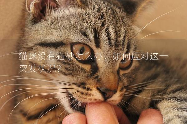 貓咪沒有貓砂怎么辦，如何應對這一突發狀況？