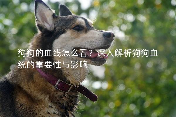 狗狗的血線怎么看？深入解析狗狗血統的重要性與影響