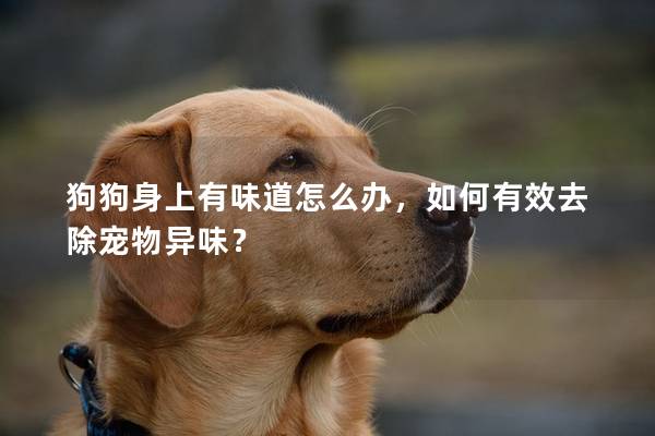 狗狗身上有味道怎么辦，如何有效去除寵物異味？