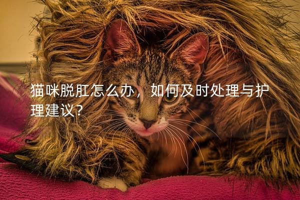 貓咪脫肛怎么辦，如何及時處理與護理建議？