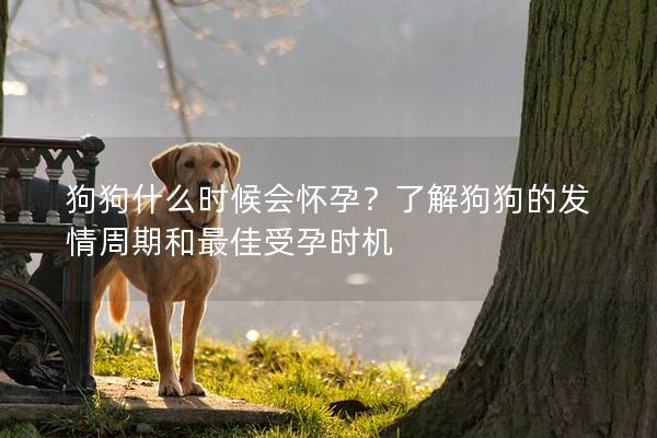 狗狗什么時(shí)候會(huì)懷孕？了解狗狗的發(fā)情周期和最佳受孕時(shí)機(jī)