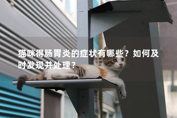 貓咪得腸胃炎的癥狀有哪些？如何及時發(fā)現(xiàn)并處理？