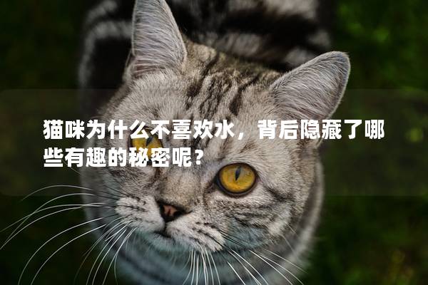 貓咪為什么不喜歡水，背后隱藏了哪些有趣的秘密呢？
