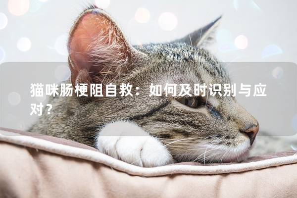 貓咪腸梗阻自救：如何及時識別與應對？