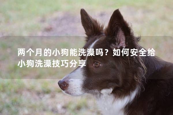 兩個月的小狗能洗澡嗎？如何安全給小狗洗澡技巧分享