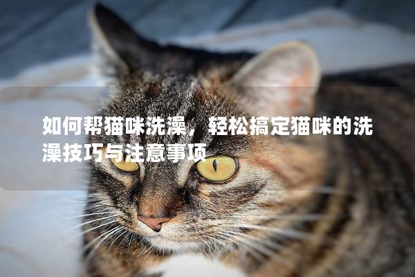 如何幫貓咪洗澡，輕松搞定貓咪的洗澡技巧與注意事項