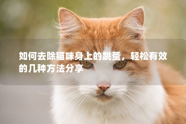 如何去除貓咪身上的跳蚤，輕松有效的幾種方法分享